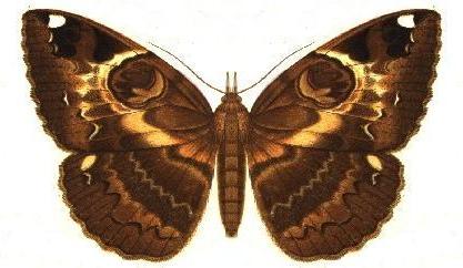 Erebus crepuscularis