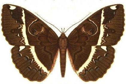 Erebus crepuscularis
