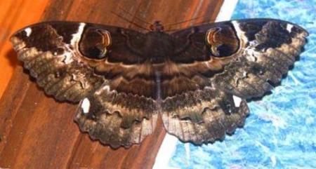 Erebus crepuscularis