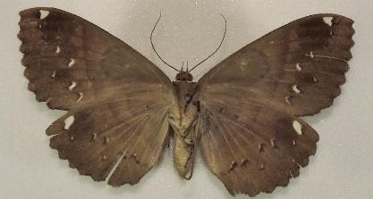 Erebus crepuscularis