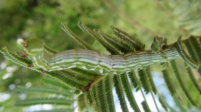 Pericyma cruegeri
