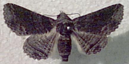 Pericyma cruegeri