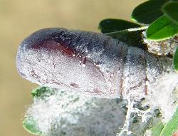 Pericyma cruegeri