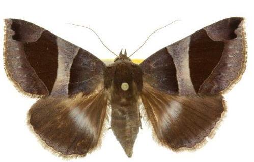 Bastilla dicoela