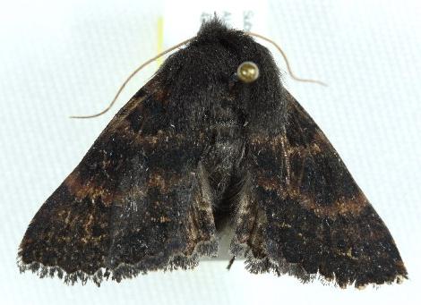 Praxis difficilis