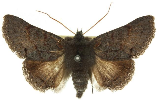 Praxis difficilis