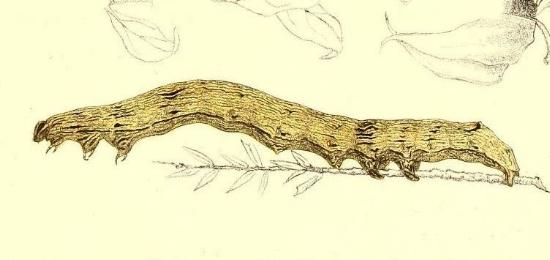 Ophiusa disjungens