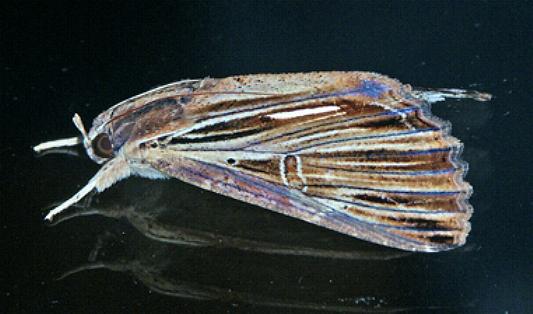 Ercheia ekeikei