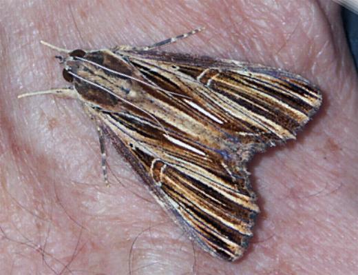 Ercheia ekeikei