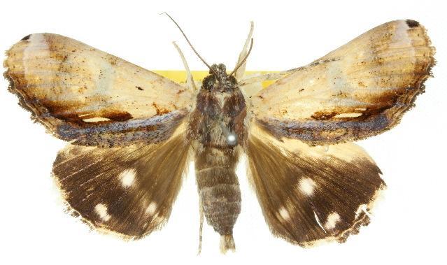 Ercheia ekeikei