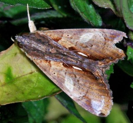 Ercheia ekeikei