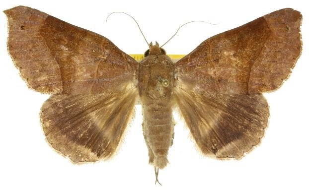 Dysgonia hamatilis