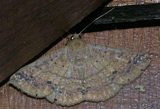 Ericeia inangulata
