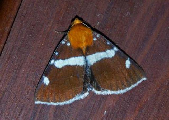 Buzara infractafinis