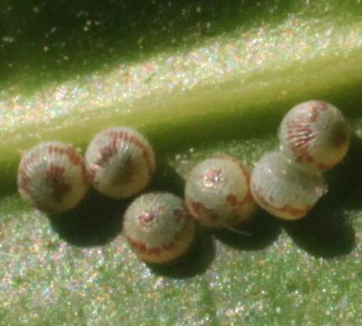 Achaea janata