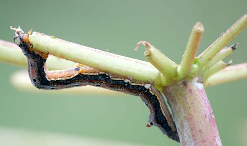 Achaea janata
