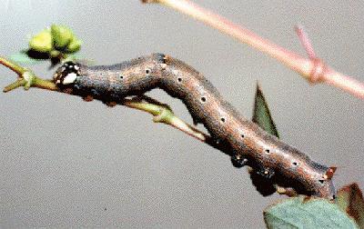 Achaea janata