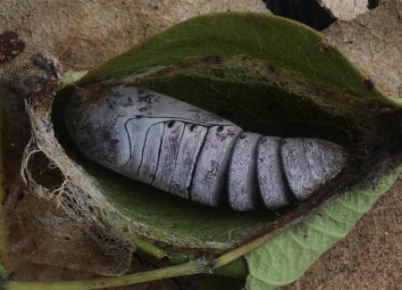Achaea janata