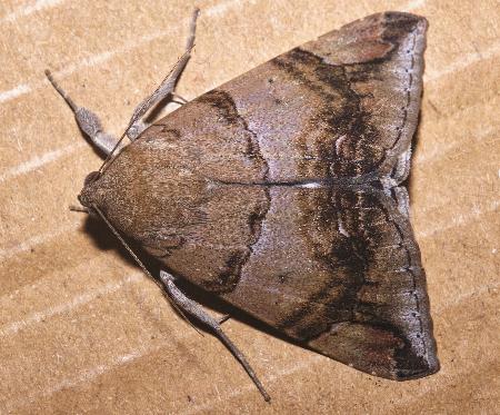 Achaea janata