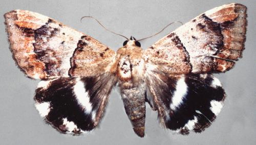 Achaea janata