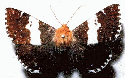 Buzara latizona