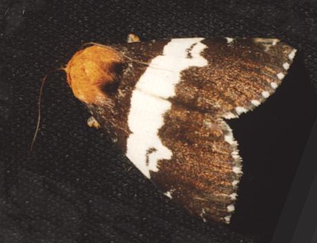 Buzara latizona
