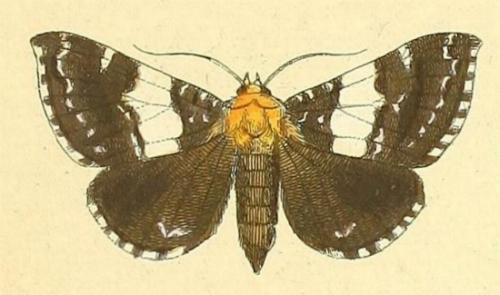 Buzara latizona
