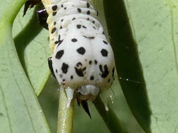 Buzara latizona