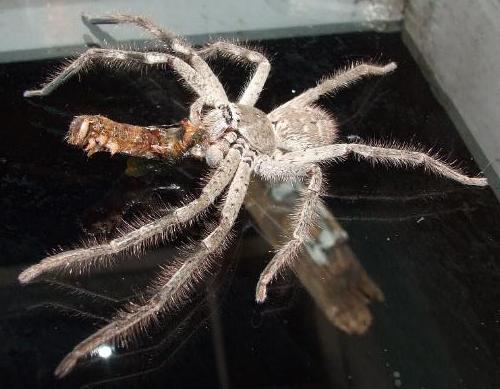 Sparassidae vs Lepidoptera