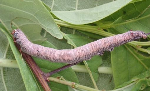 Dysgonia senex