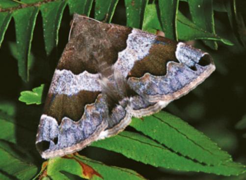 Dysgonia senex