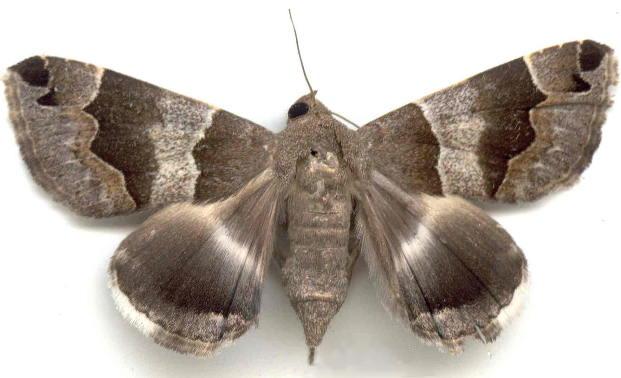 Dysgonia senex
