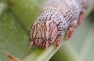 Dysgonia senex