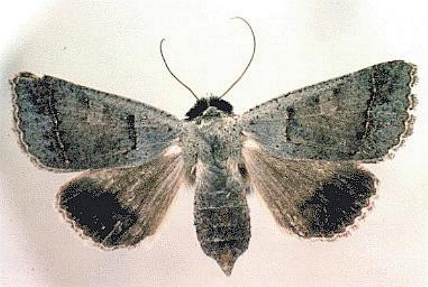 Pantydia sparsa