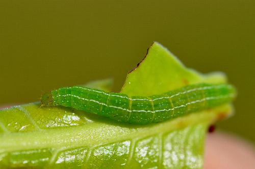 Ericeia subsignata