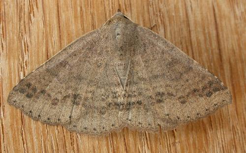 Ericeia subsignata