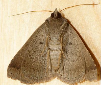 Ericeia subsignata