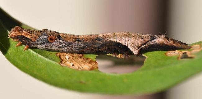Erebus terminitincta