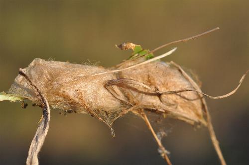 Erebus terminitincta