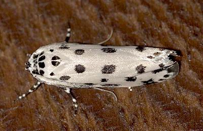 Ethmia sphaerosticha