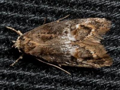 Eulechria callidesma