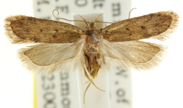 Eulechria chersomicta