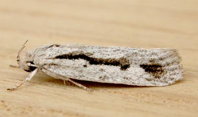 Eulechria encratodes