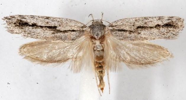 Eulechria encratodes