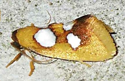 Aristeis niphodisca