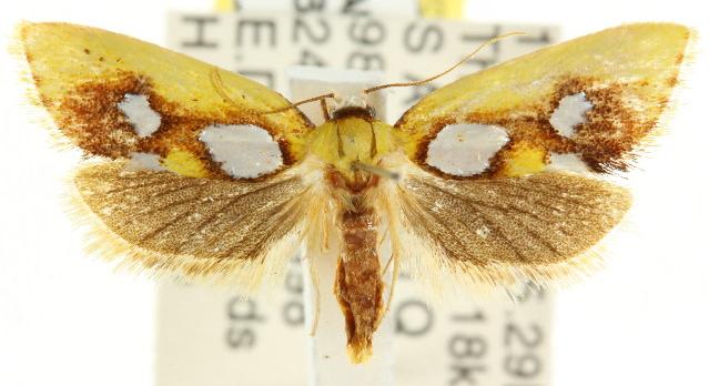 Aristeis niphodisca