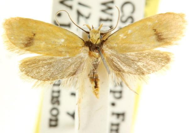 Eulechria xuthophylla