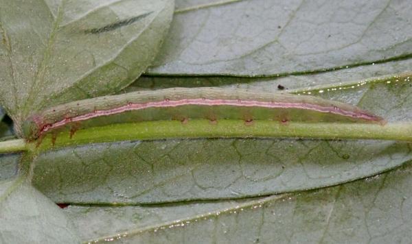 Anticarsia irrorata