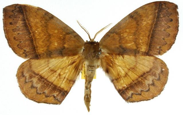 Ebbepterote expansa