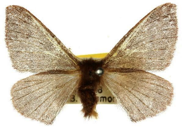 Panacela syntropha